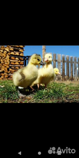 Большой серый гусь, гусята и молодняк