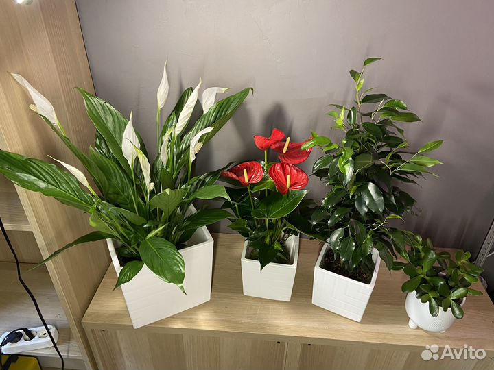 Шикарный набор растений для дома и офиса