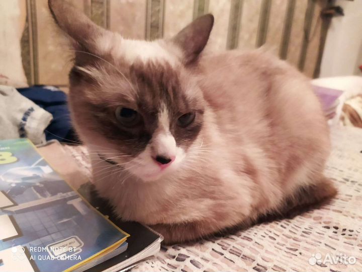 Кошка породистая