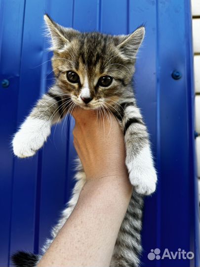 Котята в добрые руки мальчики