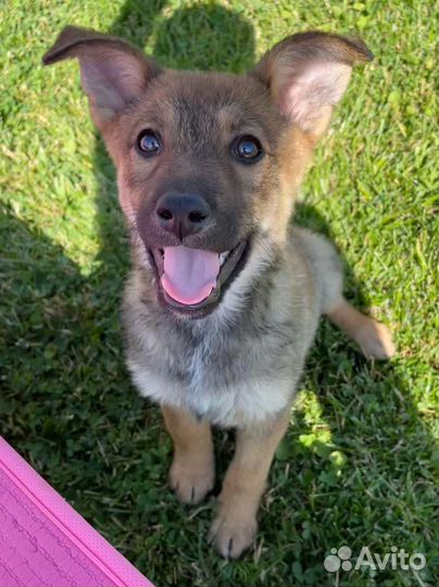 Очаровательные щенки