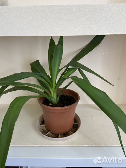 Пальма юкка в горшке