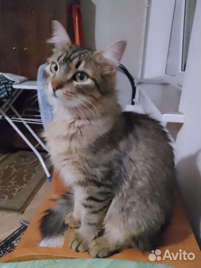 Кот Леопольд. 10 месяцев