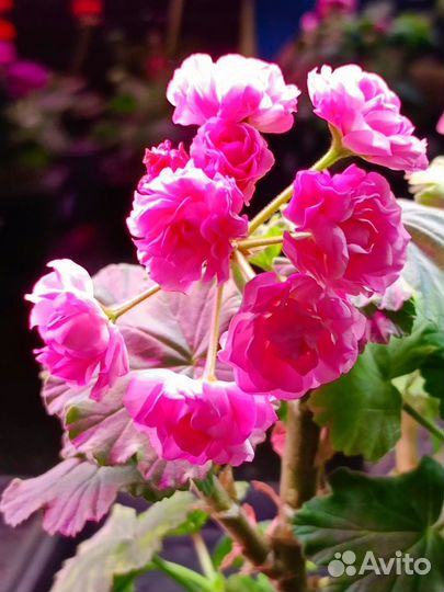 Черенки пеларгонии