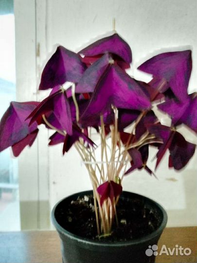 Комнатные цветы