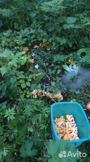 Грибы лисички свежие заказ