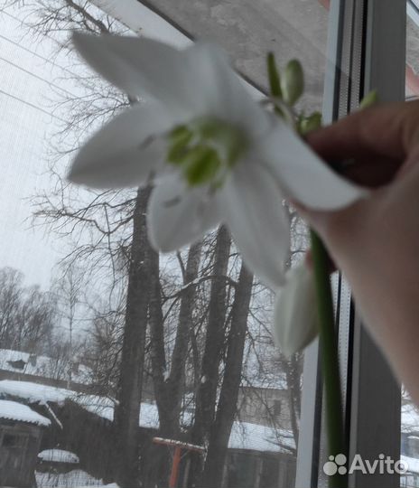 Эухарис (Амазонская Лилия)