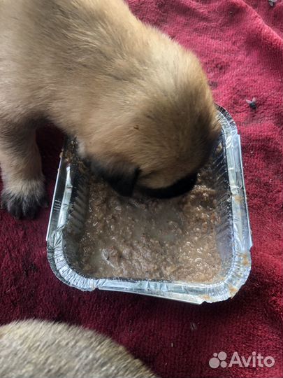 Щенок в добрые руки