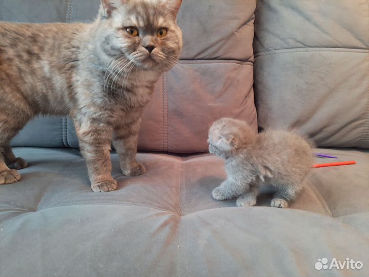 Шотландская вислоухоая девочка