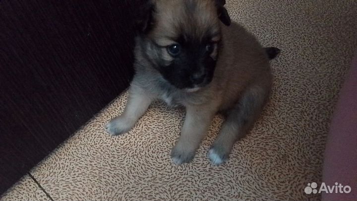 Щенки шпица