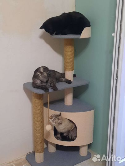 Передержка кошек домашняя