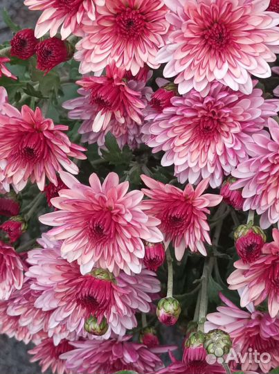 Хризантемы