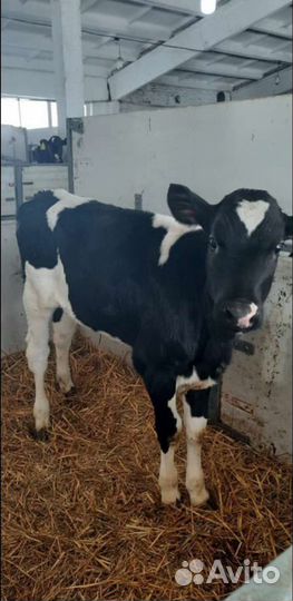 Холмогоры Голштины Бычки Тёлки