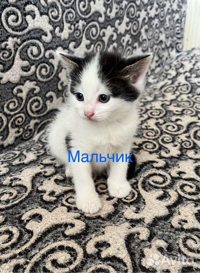 Кошка в дар бесплатно