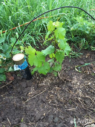 Саженцы винограда