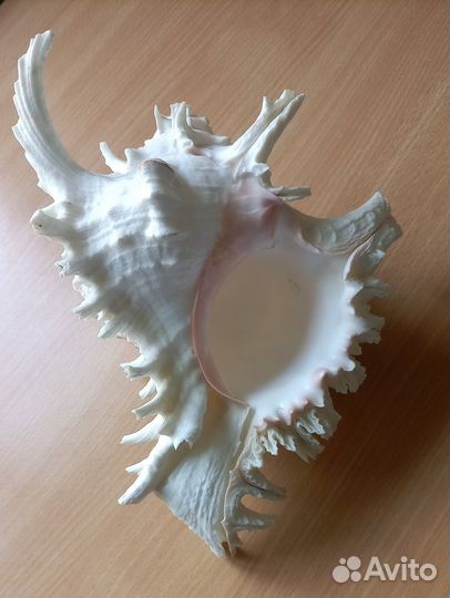 Морская ракушка