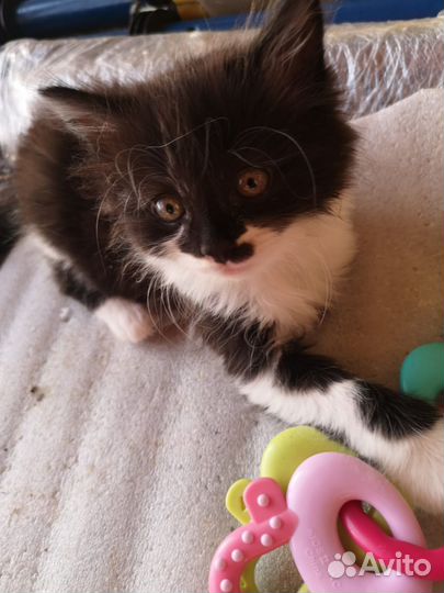 Котята в добрые руки бесплатно