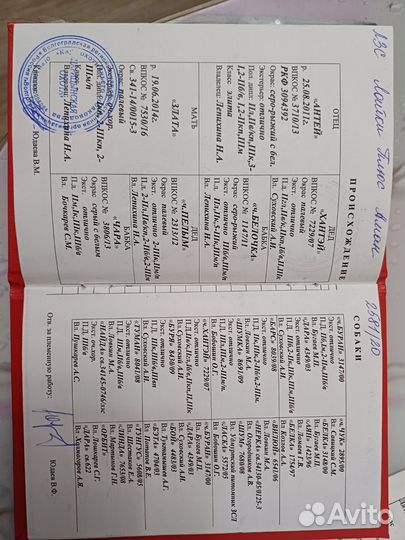 Щенки западно сибирской лайки