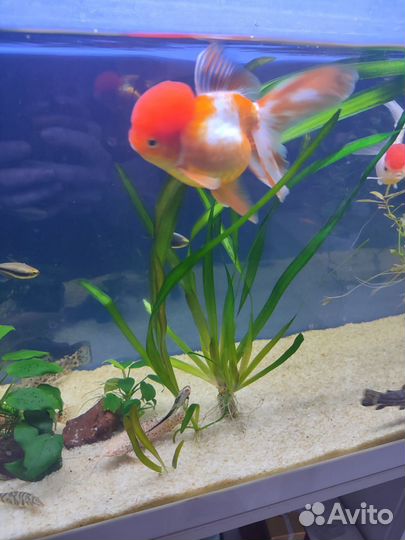 Аквариумное растение Валлиснерия гигантская