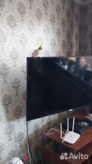 Ручной самец карелла