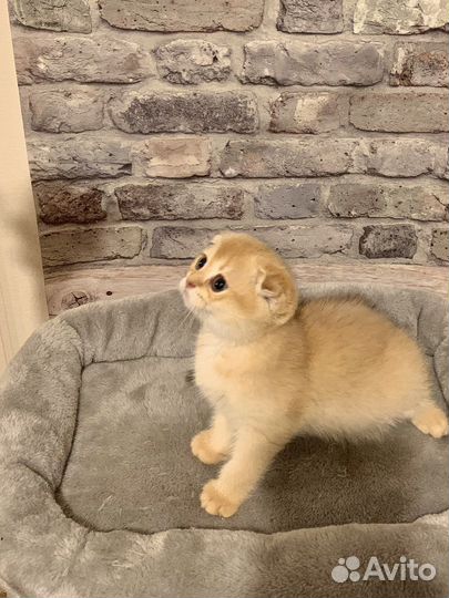 Шотландский вислоухий мальчик