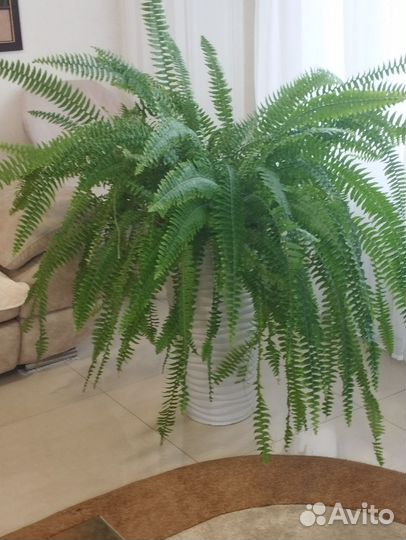 Папоротник