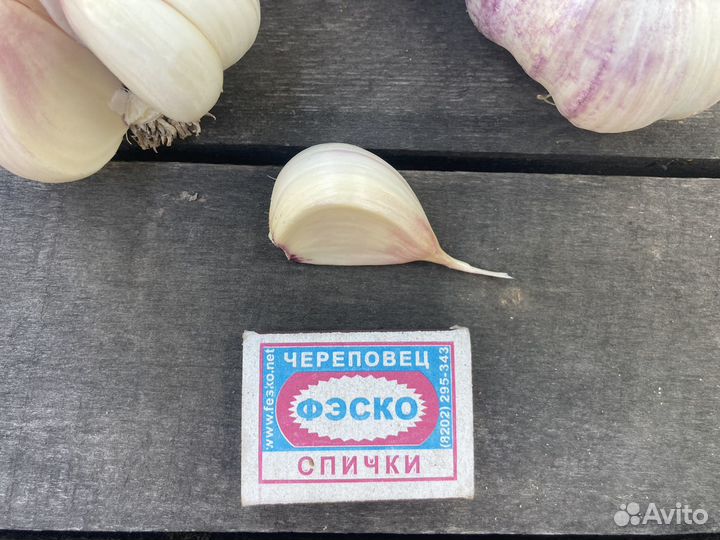 Чеснок на семена
