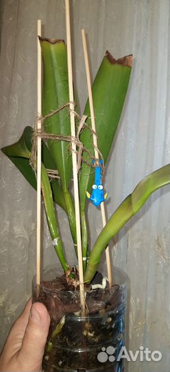 Орхидея каттлея