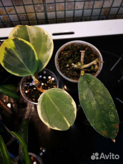 Хойи набором 4 шт