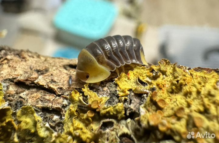 Мокрицы утки rubber ducky