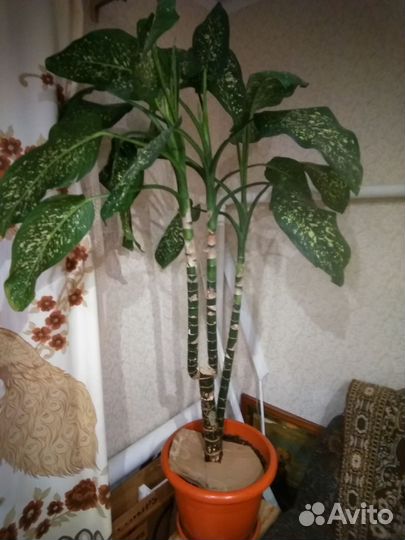 Диффенбахия