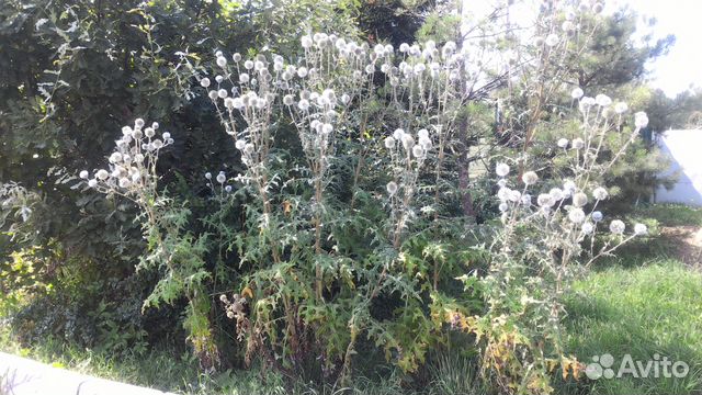 Мордовник шароголовый купить в Москве | Товары для дома и дачи | Авито