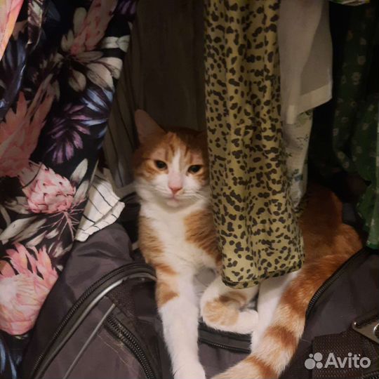 Кот ищет семью