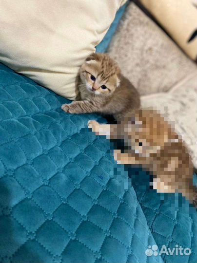 Котята золотая шиншилла