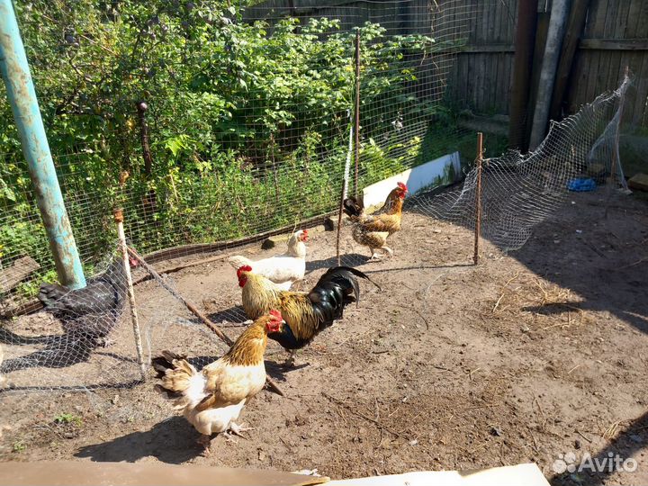 Куры несушки