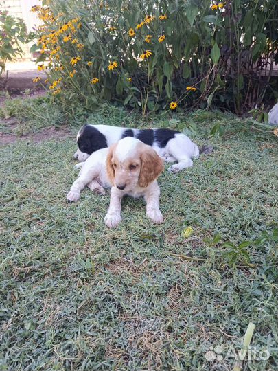 Щенки русского спаниеля
