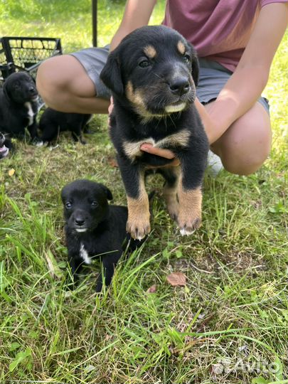 Щенки Бернский зенненхунд