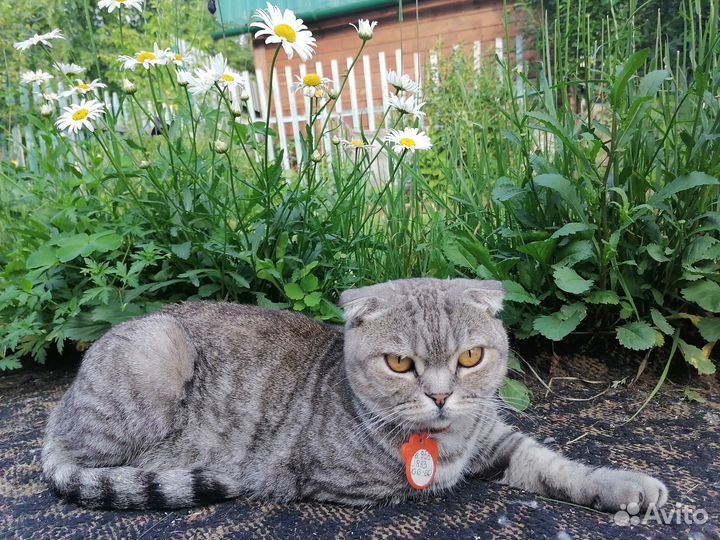 Отдам в добрые руки кошечку