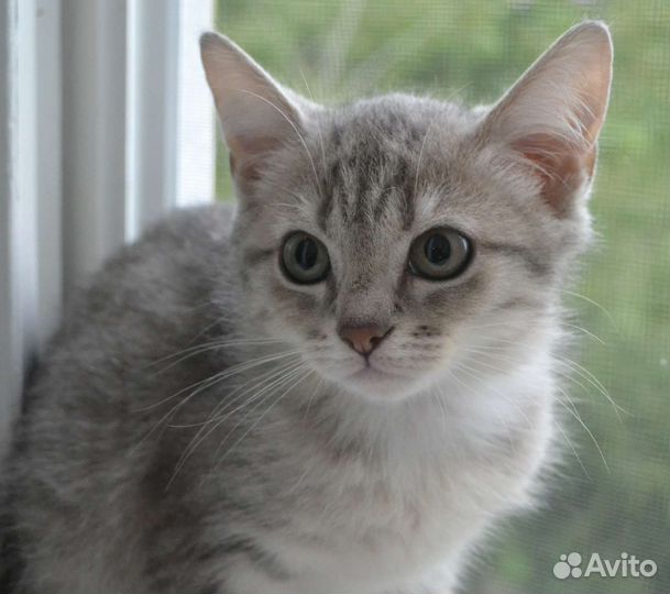 Котенок мальчик