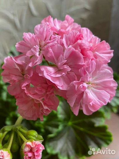 Герань пеларгония
