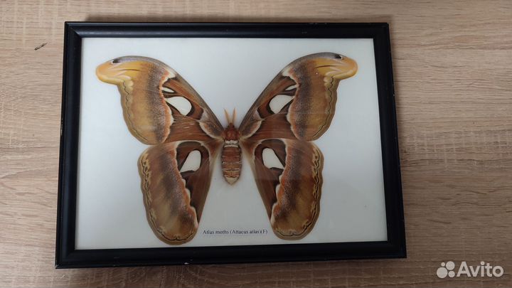 Бабочки насекомые