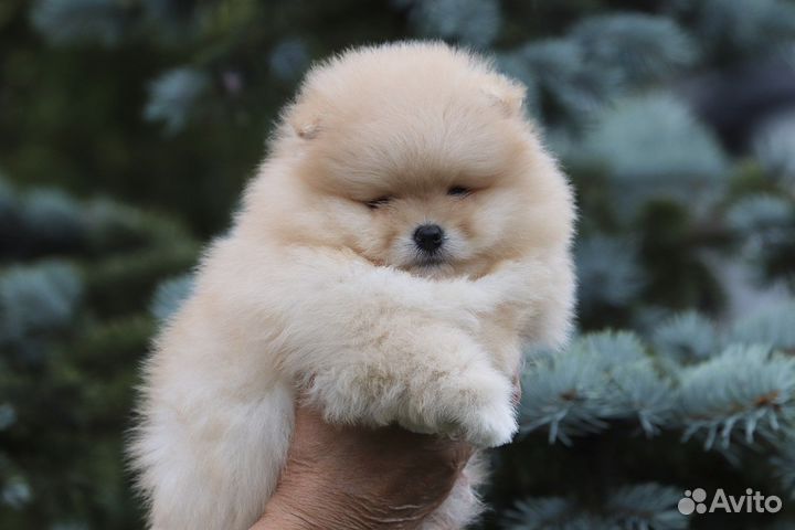 Кобель шпица