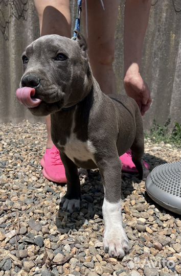 Щенок питбультерьера