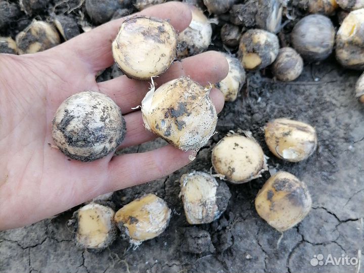 Лук декоративный