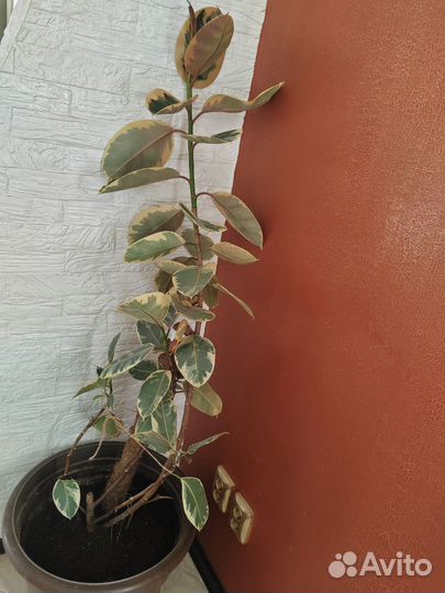 Фикус Белиз для дома офиса, зимнего сада