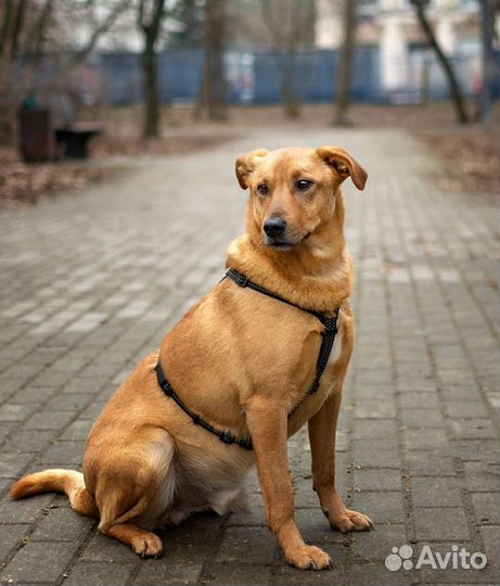 Собака в добрые руки