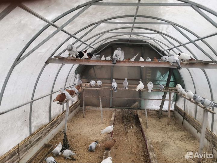 Голуби Орёл