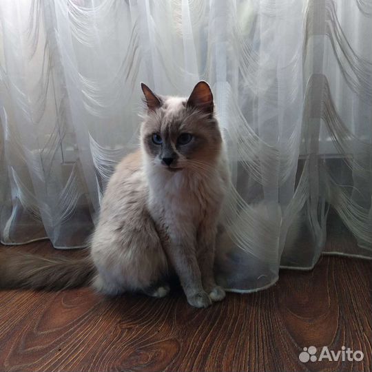 Котенок Невской Маскарадной