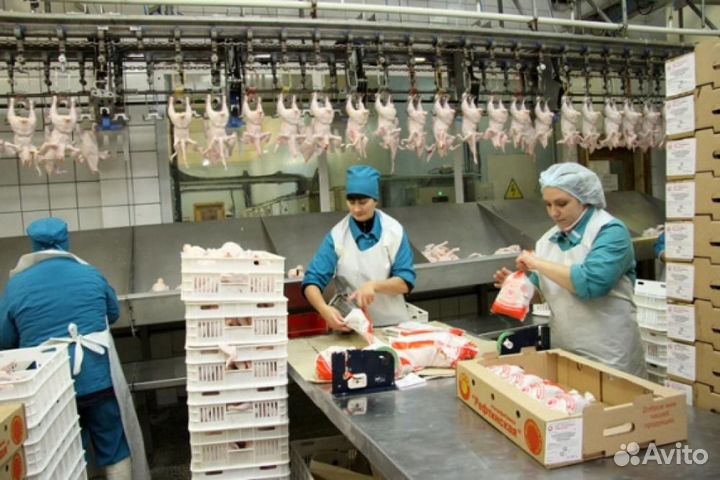 Работа на птицефабрике: график вахты Пермь