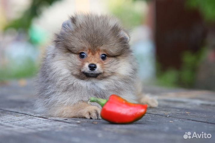 Померанский шпиц